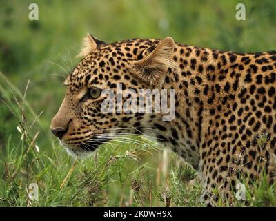 Die Erwachsene Leopardin (Panthera pardus) mit beeindruckenden Schnurrhaaren stielt durch langes Gras in Conservancy, Greater Mara, Kenia, Afrika Stockfoto