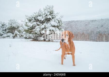 Ungarische Magyar Vizsla Kreuzung im Winterwald mit Schnee bedeckt stehen, schöne glücklich braunen Hund. Jagd auf kurzhaarige Setter. Stockfoto