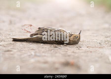 Toter Vogel. Verstorbener Baum Pipit wissenschaftlicher Anthus trivialis. Auf dem Boden, Feld. Der Körper des toten Tieres. Verdacht auf Vogelgrippe. Stockfoto