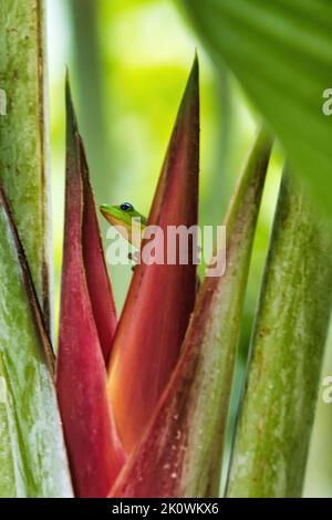 Leuchtend grüner Goldstaub-Gecko leckt Nektar aus einer leuchtend roten Helicomia-Blume. Stockfoto