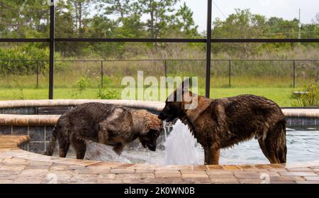 Zwei Deutsche Schäferhunde, die in einem Schwimmbad spielen Stockfoto