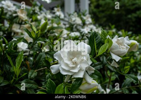 Konzentrieren Sie sich im Frühsommer auf die Single Gardenia Blüte am Busch Stockfoto