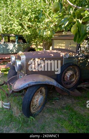 Altes Auto in Orchard. Altes, antikes Auto, das unter dem strahlenden Licht in einem Birnengarten geparkt ist. Stockfoto