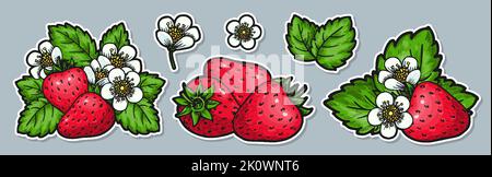 Erdbeer Gruppe Aufkleber Set. Etiketten mit realistischen, handgezeichneten Beeren, Blüten und Blättern. Bauern Markt Abzeichen für Bio-Obst-Produkt Verpackung, Konfitüre Konfitüre Saft frisch. Tag für gesunde Lebensmittel Stock Vektor