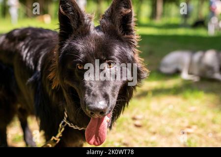 Schwarzer Deutscher Schäferhund, der im Wald spazierengeht. Hochwertige Fotos Stockfoto