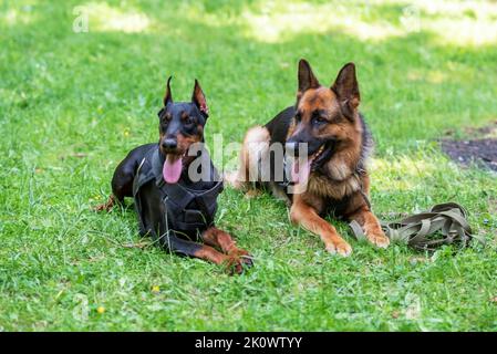 Dobermann und Deutscher Schäferhund, auf dem Gras im Wald. Hochwertige Fotos Stockfoto