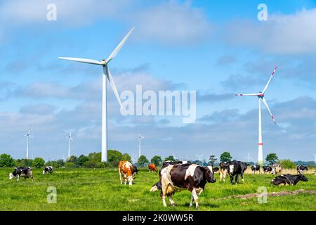 Herde von Kühen auf einer Wiese vor Windmühlen, die erneuerbare Energie produzieren Stockfoto