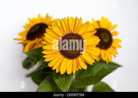 Wunderschöne Sonnenblumenblüten und Blätter mit geringer Schärfentiefe auf weißem Hintergrund. Stockfoto