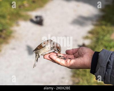 Eine Frau füttert Sperling aus ihrer Handfläche. Ein Vogel sitzt auf der Hand einer Frau und isst Samen. Tierpflege im Herbst oder Winter. Stockfoto