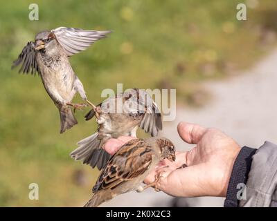 Eine Frau füttert Sperling aus ihrer Handfläche. Ein Vogel sitzt auf der Hand einer Frau und isst Samen. Tierpflege im Herbst oder Winter. Stockfoto