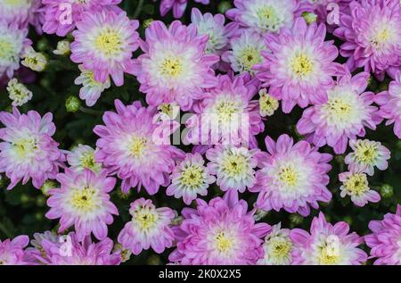 Lila Farbe Chrysantheme. Chrysantheme morifolium. Chrysantheme Blume im Garten Stockfoto