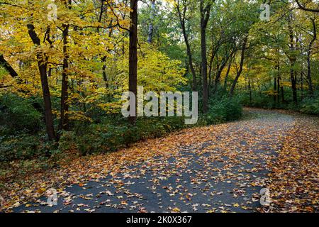 Ein gepflasterter Pfad, ein Teil des DuPage River Trail, verläuft durch Hammel Woods Forest Preserve in will County, Illinois Stockfoto