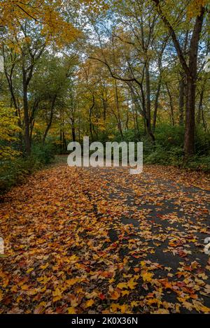 Ein gepflasterter Pfad, ein Teil des DuPage River Trail, verläuft durch Hammel Woods Forest Preserve in will County, Illinois Stockfoto