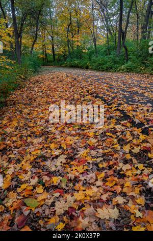 Ein gepflasterter Pfad, ein Teil des DuPage River Trail, verläuft durch Hammel Woods Forest Preserve in will County, Illinois Stockfoto