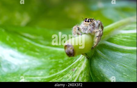 Springende Spinne auf einem Eipremnum aureum Blatt. Makrofotografie Stockfoto