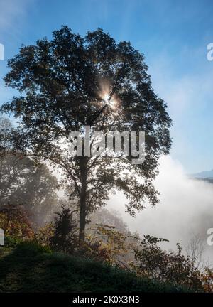 Die Sonne bildet durch einen Baum auf dem Foothills Parkway, dem Great Smoky Mountains National Park, Blount County, Tennessee, einen Sternenhimmel Stockfoto