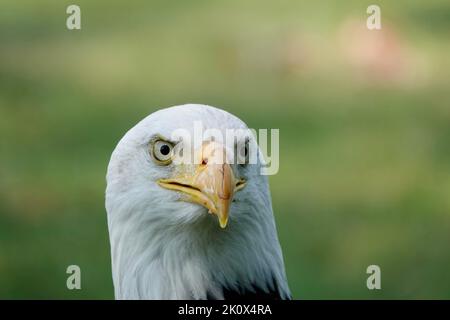 Eine Nahaufnahme eines Vogelkopfes des südlichen Weißkopfseeadlers, der auf einem verschwommenen grünen Hintergrund in die Kamera blickt Stockfoto