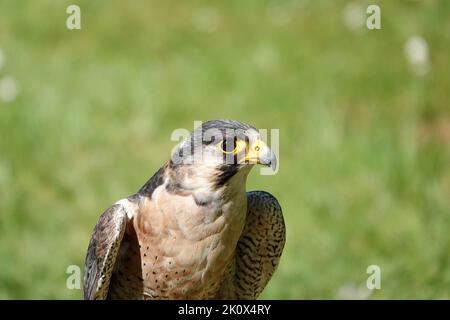 Eine Nahaufnahme des Kopfes eines Wanderfalken - Falco peregrinus -, der die Kamera anschaut. Diese Vögel sind die schnellsten Tiere der Welt. Stockfoto