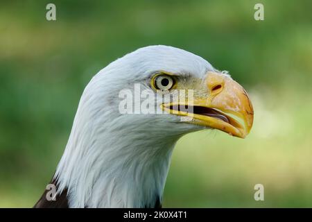 Eine Nahaufnahme eines Vogelkopfs des südlichen Weißkopfadlers mit einem halboffenen Schnabel auf einem verschwommenen grünen Hintergrund Stockfoto