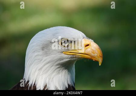 Eine Nahaufnahme eines Kopfes von Weißkopfseeadlern auf einem verschwommenen grünen Hintergrund Stockfoto