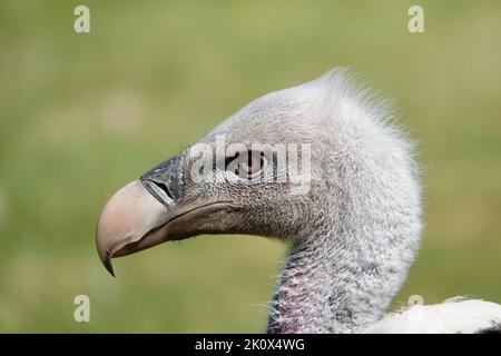 Eine Nahaufnahme eines Kopfes von Ruppells Gänsegeier Vogel auf einem verschwommenen grünen Hintergrund Stockfoto