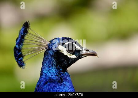 Eine Nahaufnahme des Kopfes eines schönen männlichen Vogels, der auf verschwommenem Hintergrund in die Kamera blickt Stockfoto