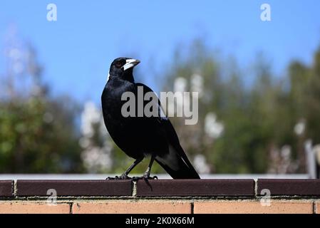 Männliche australische Elster, die auf einer Backsteinmauer in einem Vorort steht, mit dem Kopf nach rechts, wenn sie in die Ferne blickt Stockfoto