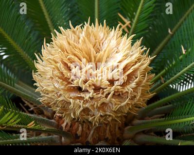 Nahaufnahme einer Sagopalme, Blüte der cycas revoluta Stockfoto