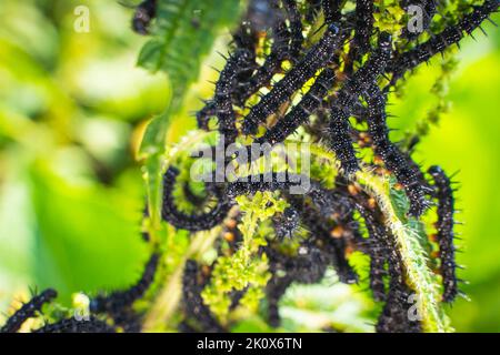 Viele schwarze Raupen des Pfauenschmetterlings auf Nesseln aus der Nähe, verschwommener Hintergrund. Eine schwarze Raupe mit Stacheln und weißen Punkten frisst das l Stockfoto