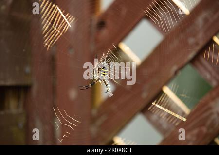 Japanische Orbis-wobende Spinne (Argiope amoena) auf einem großen Netz vor einem Holzzaun Stockfoto