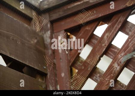 Japanische Orbis-wobende Spinne (Argiope amoena) auf einem großen Netz vor einem Holzzaun Stockfoto