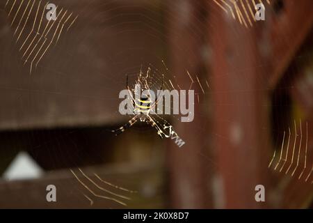 Japanische Orbis-wobende Spinne (Argiope amoena) auf einem großen Netz vor einem Holzzaun Stockfoto