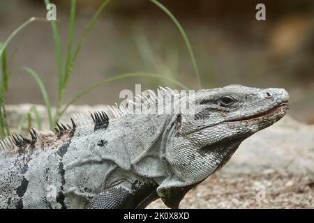 Eine Nahaufnahme von Stachelschwanzleguan - Ctenosaura similis - auf grauem Hintergrund mit Gras Stockfoto