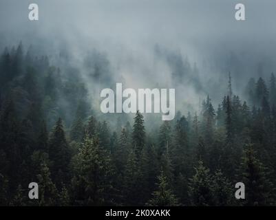 Sonnenbeschienenen nebligen Tannenwald Hintergrund. Friedliche und launische Szene mit Dunstwolken, die sich über den Nadelbäumen bewegen. Naturlandschaft mit Kiefernwäldern an Stockfoto