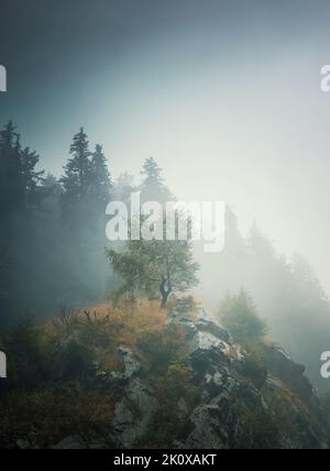 Einsamer Baum auf der Spitze eines Hügels, umgeben von dichtem Nebel und einem Tannenwald im Hintergrund. Wunderschöne und stimmungsvolle Herbstszene auf dem Karpaten-Berg Stockfoto