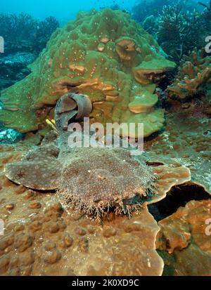 Assled Wobbegong, Eucrossorhinus dasypogon, Raja Ampat West Papua Indonesia Stockfoto