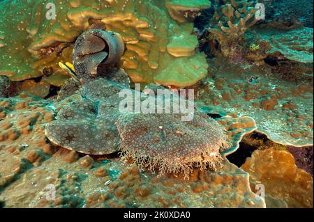 Tassled Wobbegong, Eucrossorhinus dasypogon, Raja Ampat West Papua Indonesien Stockfoto