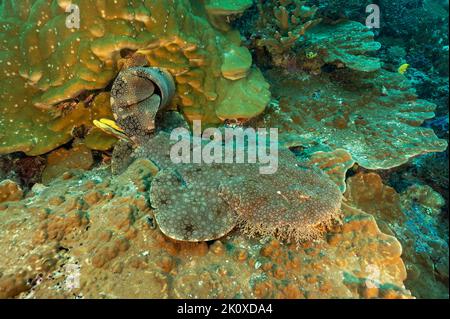 Tassled Wobbegong, Eucrossorhinus dasypogon, Raja Ampat West Papua Indonesien Stockfoto