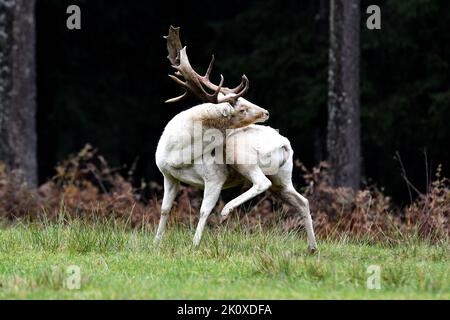 Damwild, Damwild *** Ortsüberschrift *** Brunftzeit, Gebärmutterhals, dama dama, Damhirsch, Damhirsch, Damwild Brunftzeit, echte Hirsche, Geweih Stockfoto