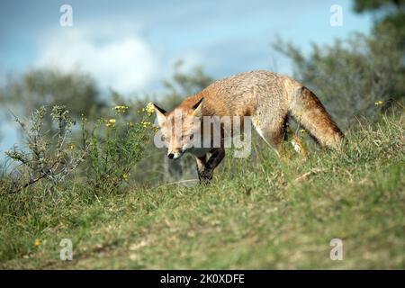 Rotfuchs *** Local Caption *** Europäischer Fuchs, Fuchs, Fuchs im Herbst, Füchse, Hunde, List Fox, Predator, Reinecke, Reinecke Voss, Red Fox, Schüchterner Fuchs, Ani Stockfoto