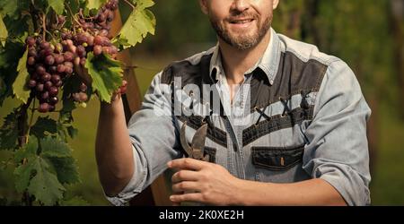 Winzer schneiden Trauben mit Gartenschere, Obst Stockfoto