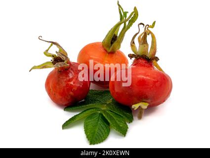 Rosa rugosa isoliert auf weißem Hintergrund Stockfoto