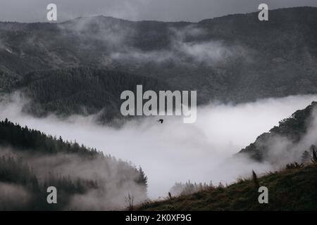 Panoramablick auf den Wald mit Morgennebel Stockfoto