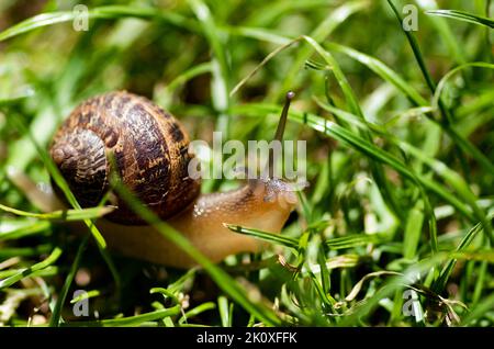 Makrofoto einer Schnecke, die auf dem Gras rutscht Stockfoto
