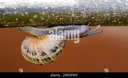 Makrofoto einer Schnecke, die kopfüber auf einen Ast gleite Stockfoto