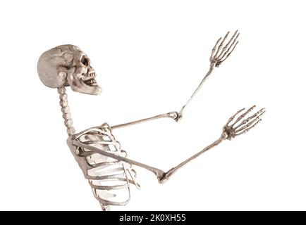 Skelett auf weißem Hintergrund isoliert. Anatomie, medizinische Ausbildung, Physiologie, Genetik Konzept. Tanzendes Menschenmodell. Profilansicht. Hochwertige Fotos Stockfoto