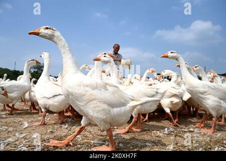 HANDAN, CHINA - 14. SEPTEMBER 2022 - Dorfbewohner füttern eine Herde Gänse in Handan, Provinz Hebei, China, 14. September 2022. Stockfoto