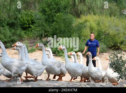 HANDAN, CHINA - 14. SEPTEMBER 2022 - Dorfbewohner hüten eine Herde Gänse in Handan, Provinz Hebei, China, 14. September 2022. Stockfoto