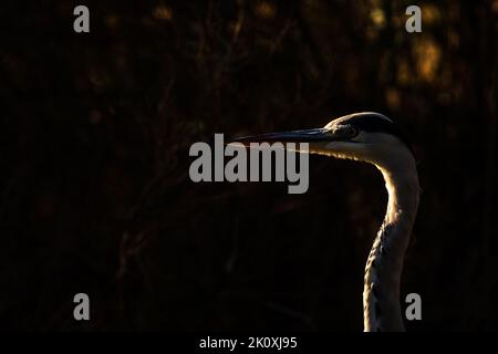 Porträt eines grauen Reiher in der Vegetation Stockfoto