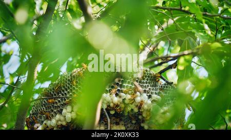 Europäische Wespe oder Vespula germanica baut ein Nest, um eine neue Kolonie zu gründen. Stockfoto